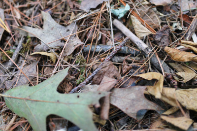 Leaf litter