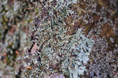 lichen