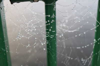 Spiderweb 1