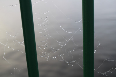 Spiderweb 2